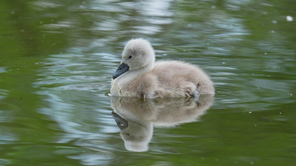 A grey swan baby with black beak swims on a lake, its image reflected in the green water