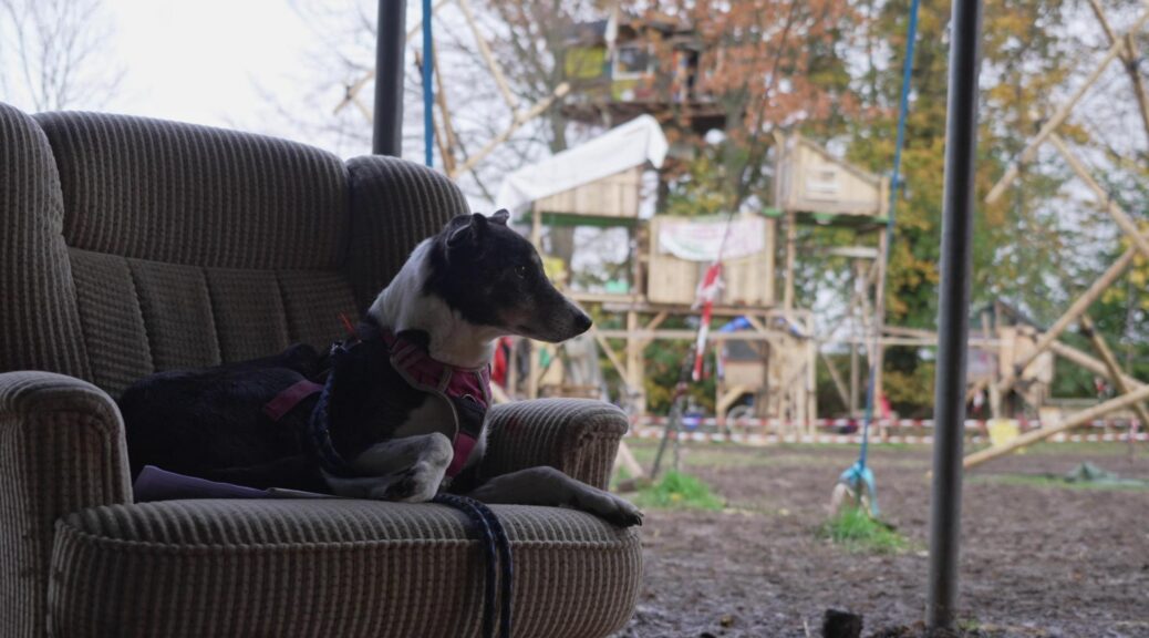 Auf einem Sofa sitzt Loki, ein schwarz-weißer Hund mit orangenen Augenbrauen. Der Sofa steht auf einem matschigen Feld mit einer großen Holzkonstruktion und einem Baumhaus im Hintergrund.